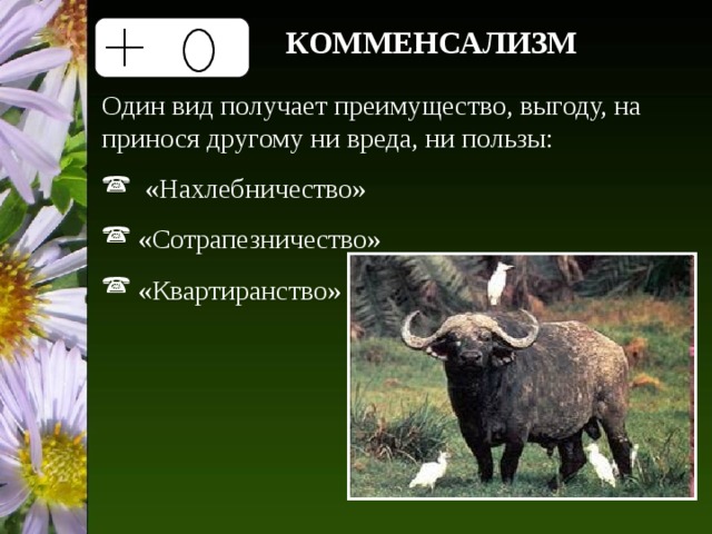 КОММЕНСАЛИЗМ Один вид получает преимущество, выгоду, на принося другому ни вреда, ни пользы:  «Нахлебничество»  «Сотрапезничество»  «Квартиранство» 
