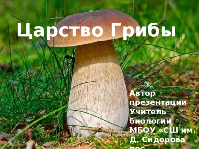 Царство Грибы Автор презентации Учитель биологии МБОУ «СШ им. Д. Сидорова пос. Славинска» Д.В.Шеллунц 