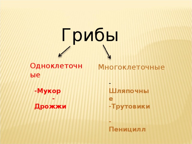 Грибы Одноклеточные Многоклеточные  -Мукор  - Дрожжи - Шляпочные -Трутовики - Пеницилл 