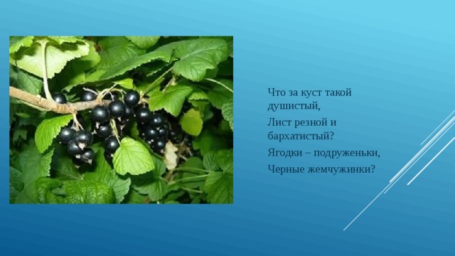 Что за куст такой душистый, Лист резной и бархатистый? Ягодки – подруженьки, Черные жемчужинки? 