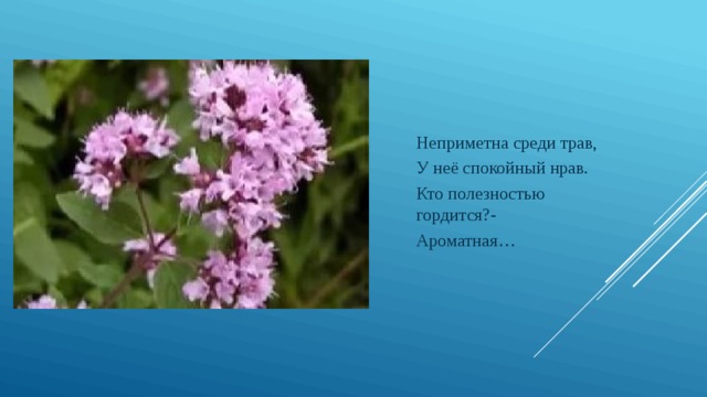 Неприметна среди трав, У неё спокойный нрав. Кто полезностью гордится?- Ароматная… 