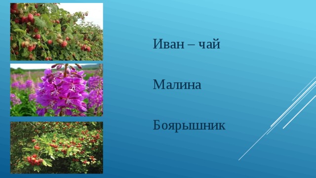 Иван – чай Малина Боярышник 