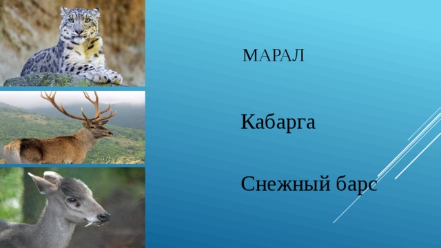  марал  Кабарга  Снежный барс 
