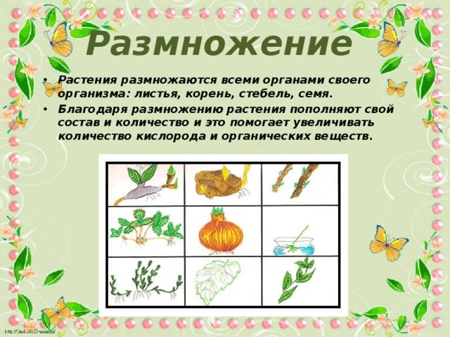 Размножение Растения размножаются всеми органами своего организма: листья, корень, стебель, семя. Благодаря размножению растения пополняют свой состав и количество и это помогает увеличивать количество кислорода и органических веществ. 