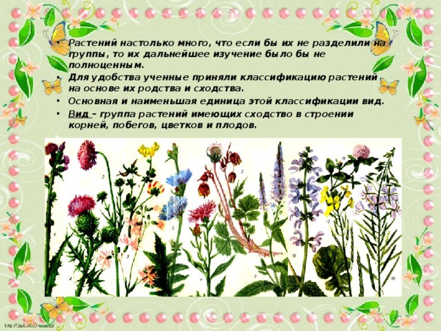 Растений настолько много, что если бы их не разделили на группы, то их дальнейшее изучение было бы не полноценным. Для удобства ученные приняли классификацию растений на основе их родства и сходства. Основная и наименьшая единица этой классификации вид. Вид – группа растений имеющих сходство в строении корней, побегов, цветков и плодов. 