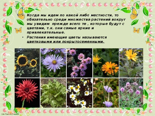 Когда мы идем по какой либо местности, то обязательно среди множества растений вокруг мы увидим прежде всего те , которые будут с цветами, т.к. они самые яркие и привлекательные. Растения имеющие цветы называются цветковыми или покрытосеменными.   