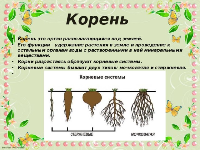Корень Корень это орган располагающийся под землей. Его функции - удержание растения в земле и проведение к остальным органам воды с растворенными в ней минеральными веществами. Корни разрастаясь образуют корневые системы. Корневые системы бывают двух типов: мочковатая и стержневая.  