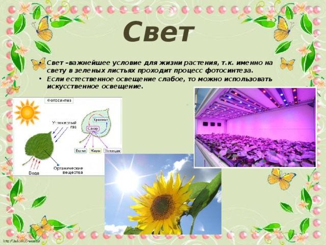 Свет Свет –важнейшее условие для жизни растения, т.к. именно на свету в зеленых листьях проходит процесс фотосинтеза. Если естественное освещение слабое, то можно использовать искусственное освещение. 