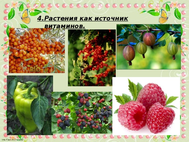 4.Растения как источник витаминов. 