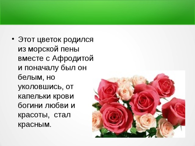 Этот цветок родился из морской пены вместе с Афродитой и поначалу был он белым, но уколовшись, от капельки крови богини любви и красоты, стал красным. 