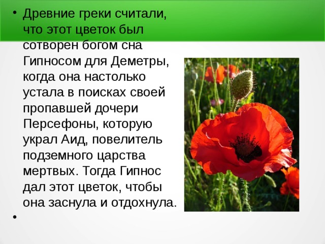 Древние греки считали, что этот цветок был сотворен богом сна Гипносом для Деметры, когда она настолько устала в поисках своей пропавшей дочери Персефоны, которую украл Аид, повелитель подземного царства мертвых. Тогда Гипнос дал этот цветок, чтобы она заснула и отдохнула. 