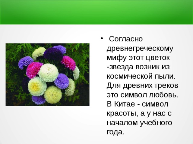  Согласно древнегреческому мифу этот цветок -звезда возник из космической пыли. Для древних греков это символ любовь. В Китае - символ красоты, а у нас с началом учебного года. 