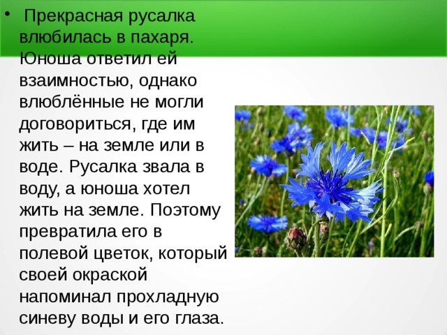  Прекрасная русалка влюбилась в пахаря. Юноша ответил ей взаимностью, однако влюблённые не могли договориться, где им жить – на земле или в воде. Русалка звала в воду, а юноша хотел жить на земле. Поэтому превратила его в полевой цветок, который своей окраской напоминал прохладную синеву воды и его глаза. 