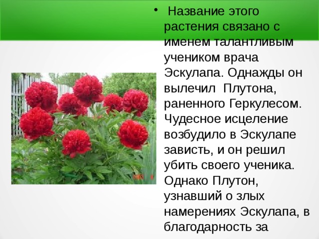  Название этого растения связано с именем талантливым учеником врача Эскулапа. Однажды он вылечил Плутона, раненного Геркулесом. Чудесное исцеление возбудило в Эскулапе зависть, и он решил убить своего ученика. Однако Плутон, узнавший о злых намерениях Эскулапа, в благодарность за оказанную ему помощь, превратил искусного врача в красивый лекарственный цветок, 