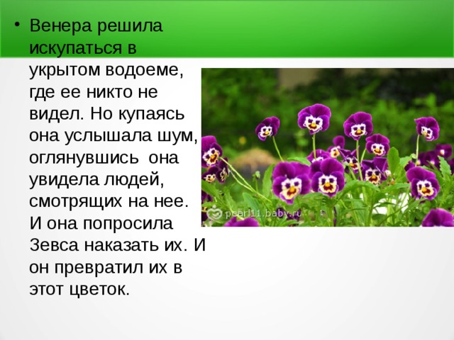 Венера решила искупаться в укрытом водоеме, где ее никто не видел. Но купаясь она услышала шум, оглянувшись она увидела людей, смотрящих на нее. И она попросила Зевса наказать их. И он превратил иx в этот цветок. 