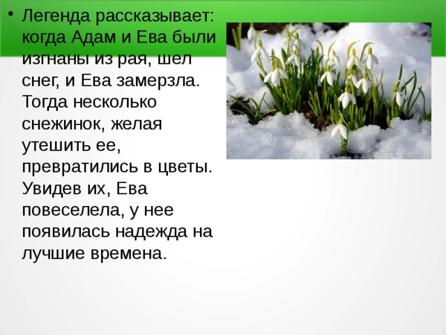 Легенда рассказывает: когда Адам и Ева были изгнаны из рая, шел снег, и Ева замерзла. Тогда несколько снежинок, желая утешить ее, превратились в цветы. Увидев их, Ева повеселела, у нее появилась надежда на лучшие времена. 