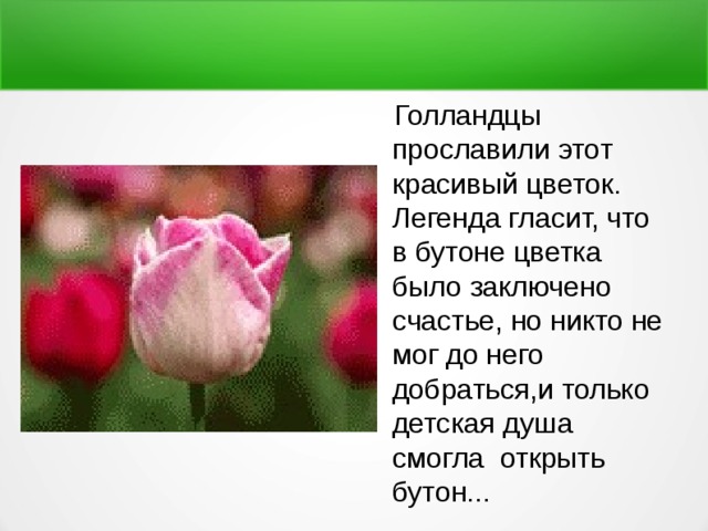  Голландцы прославили этот красивый цветок. Легенда гласит, что в бутоне цветка было заключено счастье, но никто не мог до него добраться,и только детская душа смогла открыть бутон... 