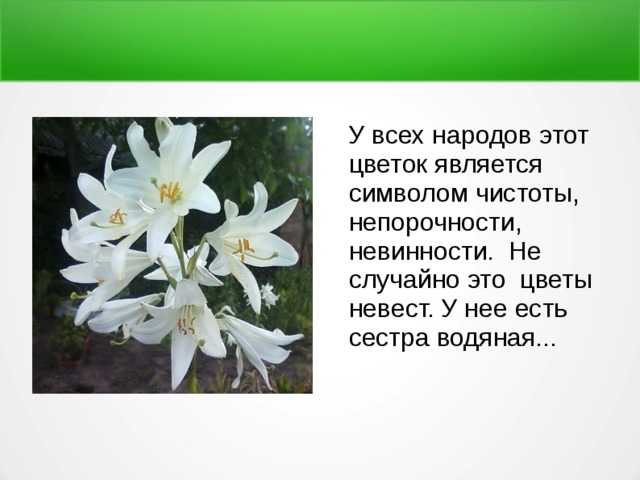  У всех народов этот цветок является символом чистоты, непорочности, невинности. Не случайно это цветы невест. У нее есть сестра водяная... 