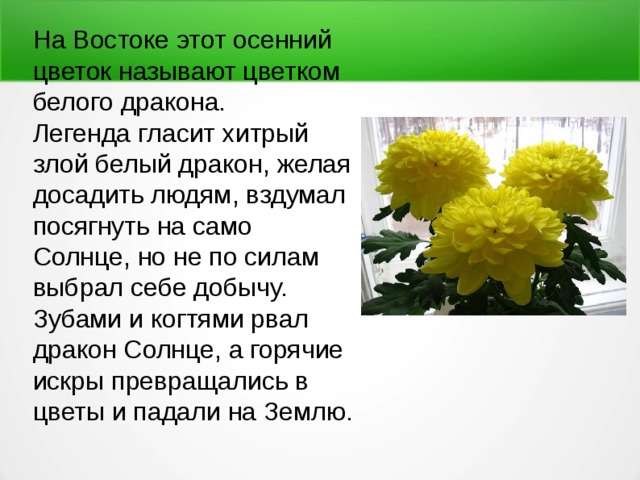 На Востоке этот осенний цветок называют цветком белого дракона. Легенда гласит хитрый злой белый дракон, желая досадить людям, вздумал посягнуть на само Солнце, но не по силам выбрал себе добычу. Зубами и когтями рвал дракон Солнце, а горячие искры превращались в цветы и падали на Землю. 