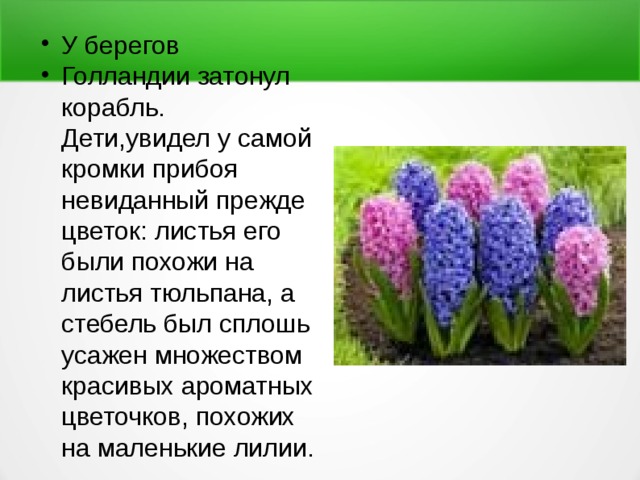 У берегов Голландии затонул корабль. Дети,увидел у самой кромки прибоя невиданный прежде цветок: листья его были похожи на листья тюльпана, а стебель был сплошь усажен множеством красивых ароматных цветочков, похожих на маленькие лилии. 