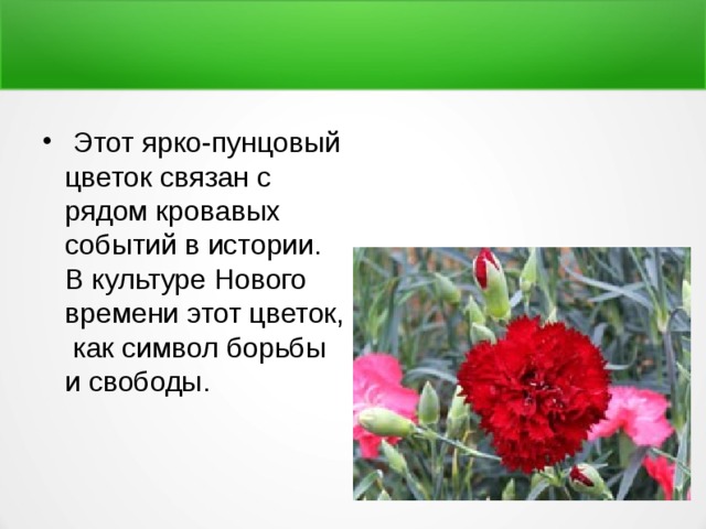  Этот ярко-пунцовый цветок связан с рядом кровавых событий в истории. В культуре Нового времени этот цветок, как символ борьбы и свободы. 