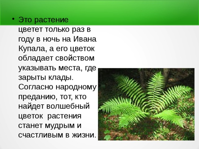Это растение цветет только раз в году в ночь на Ивана Купала, а его цветок обладает свойством указывать места, где зарыты клады. Согласно народному преданию, тот, кто найдет волшебный цветок растения станет мудрым и счастливым в жизни. 