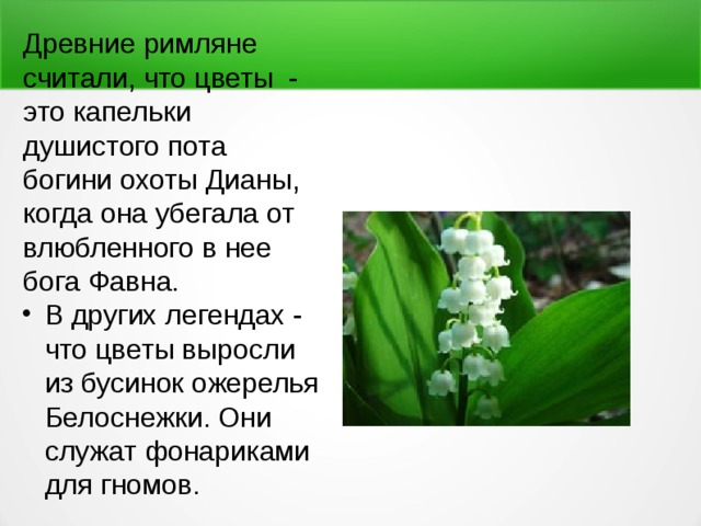 Древние римляне считали, что цветы - это капельки душистого пота богини охоты Дианы, когда она убегала от влюбленного в нее бога Фавна. В других легендах - что цветы выросли из бусинок ожерелья Белоснежки. Они служат фонариками для гномов. 
