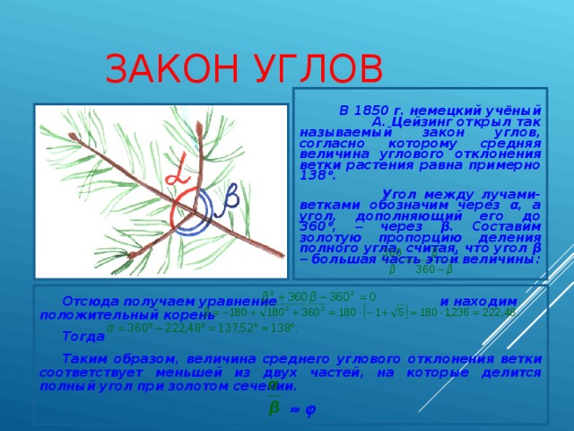 ЗАКОН УГЛОВ   В 1850 г. немецкий учёный А. Цейзинг открыл так называемый закон углов, согласно которому средняя величина углового отклонения ветки растения равна примерно 138  .  Угол между лучами-ветками обозначим через α , а угол, дополняющий его до 360  ,  через β . Составим золотую пропорцию деления полного угла, считая, что угол β   большая часть этой величины: Отсюда получаем уравнение и находим положительный корень Тогда Таким образом, величина среднего углового отклонения ветки соответствует меньшей из двух частей, на которые делится полный угол при золотом сечении.    
