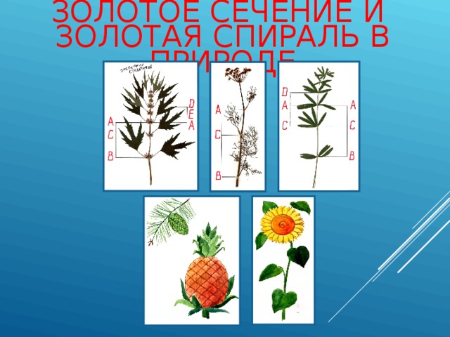 ЗОЛОТОЕ СЕЧЕНИЕ И  ЗОЛОТАЯ СПИРАЛЬ В ПРИРОДЕ 