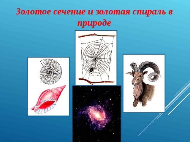 Золотое сечение и золотая спираль в природе 