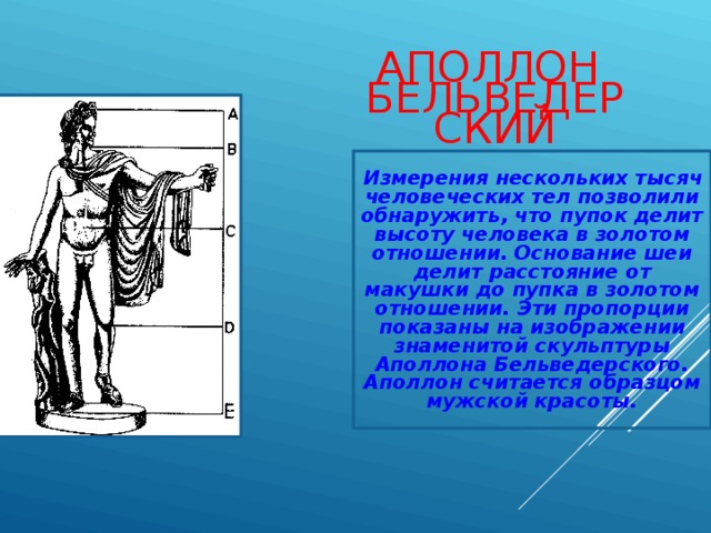АПОЛЛОН  БЕЛЬВЕДЕРСКИЙ Измерения нескольких тысяч человеческих тел позволили обнаружить, что пупок делит высоту человека в золотом отношении. Основание шеи делит расстояние от макушки до пупка в золотом отношении. Эти пропорции показаны на изображении знаменитой скульптуры Аполлона Бельведерского. Аполлон считается образцом мужской красоты. 
