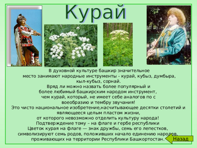  В духовной культуре башкир значительное  место занимают народные инструменты - курай, кубыз, думбыра,  кыл-кубыз, сорнай. Вряд ли можно назвать более популярный и более любимый башкирским народом инструмент, чем курай, который, не имеет себе аналогов по с воеобразию и тембру звучания! Это чисто национальное изобретение,насчитывающее десятки столетий и  являющееся целым пластом жизни, от которого невозможно отделить культуру народа! Подтверждение тому – на флаге и гербе республики Цветок курая на флаге — знак дружбы, семь его лепестков, символизируют семь родов, положивших начало единению народов, проживающих на территории Республики Башкортостан. Назад 