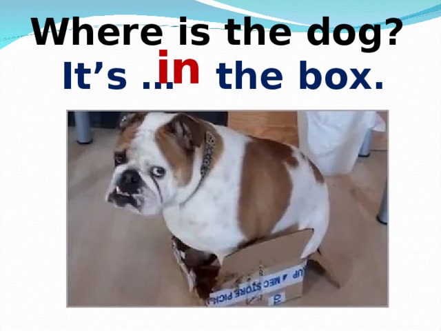 Where is the dog?   It’s … the box. in 
