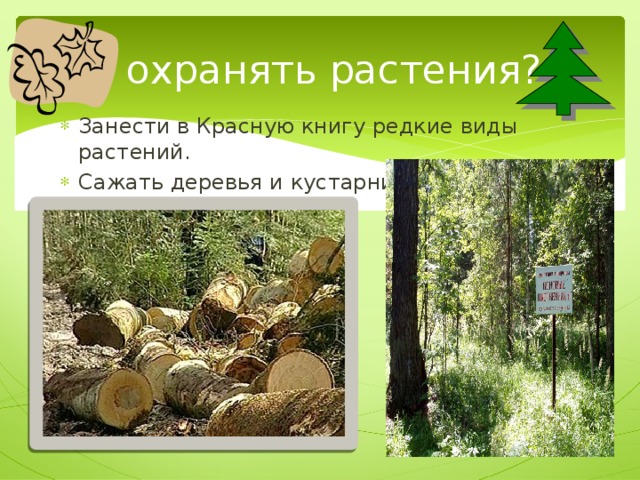 Как охранять растения? Занести в Красную книгу редкие виды растений. Сажать деревья и кустарники. Беречь лес от пожаров. 