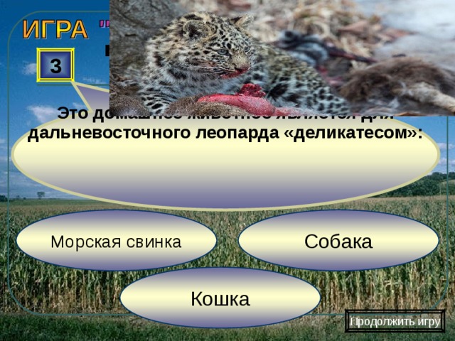Это домашнее животное является для дальневосточного леопарда «деликатесом»: 3 Собака Морская свинка Кошка Продолжить игру 