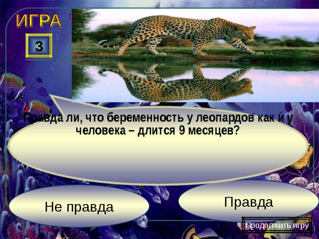 Правда ли, что беременность у леопардов как и у человека – длится 9 месяцев? 3 Правда Не правда Продолжить игру 