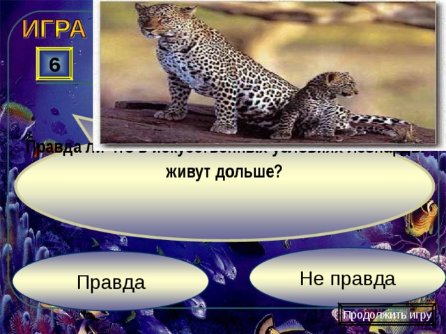 Правда ли что в искусственных условиях леопарды живут дольше? 6 Не правда Правда Продолжить игру 