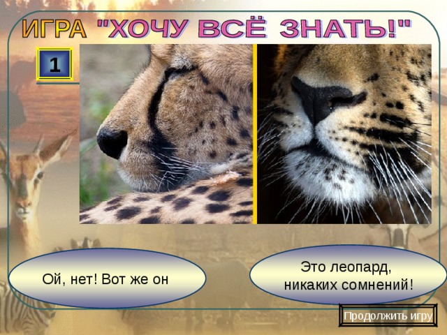 1 Это леопард, никаких сомнений! Ой, нет! Вот же он Продолжить игру 
