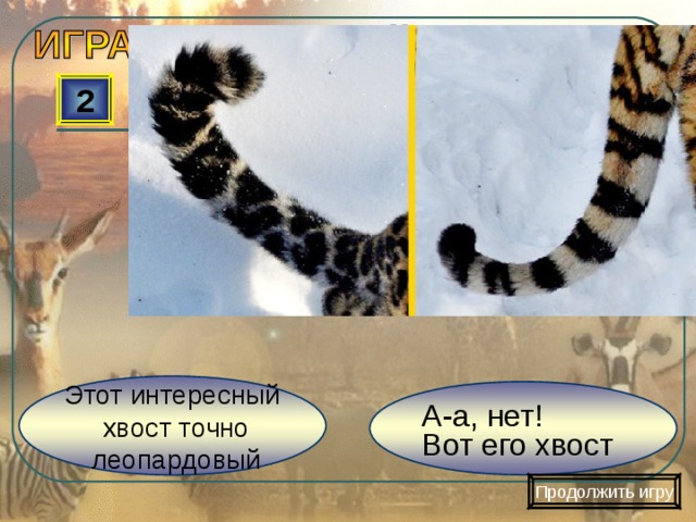 2 Этот интересный  хвост точно  леопардовый А-а, нет! Вот его хвост Продолжить игру 