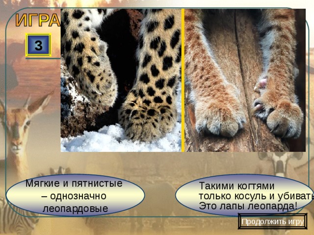 3 Такими когтями только косуль и убивать. Это лапы леопарда! Мягкие и пятнистые – однозначно леопардовые Продолжить игру 