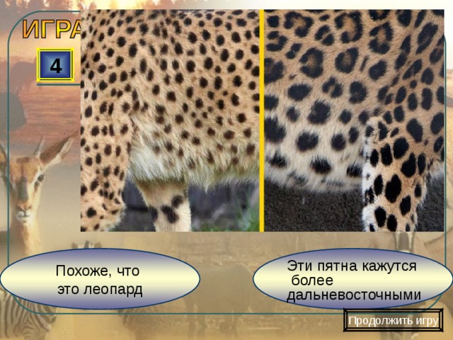 4 Похоже, что это леопард Эти пятна кажутся  более дальневосточными Продолжить игру 