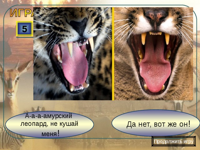 5 Да нет, вот же он ! А-а-а-амурский леопард, не кушай  меня ! Продолжить игру 