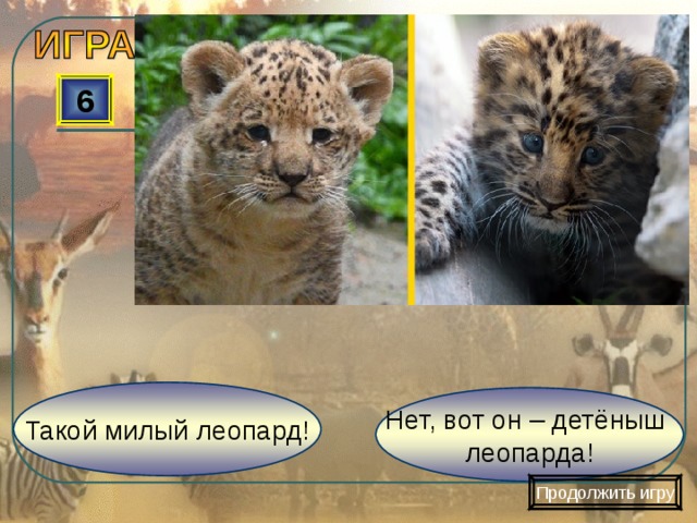 6 Такой милый леопард! Нет, вот он – детёныш леопарда! Продолжить игру 