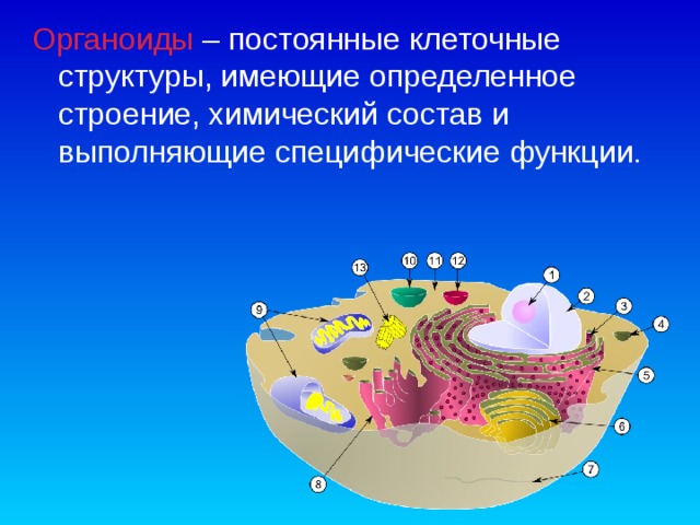 Органоиды  – постоянные клеточные структуры, имеющие определенное строение, химический состав и выполняющие специфические функции.  