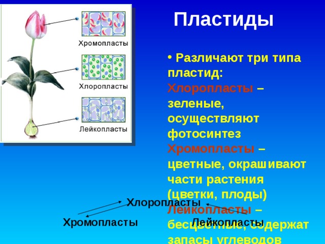 Пластиды   Различают три типа пластид:  Различают три типа пластид:  Различают три типа пластид: Хлоропласты – зеленые, осуществляют фотосинтез Хромопласты – цветные, окрашивают части растения (цветки, плоды) Лейкопласты – бесцветные, содержат запасы углеводов Хлоропласты – зеленые, осуществляют фотосинтез Хромопласты – цветные, окрашивают части растения (цветки, плоды) Лейкопласты – бесцветные, содержат запасы углеводов Хлоропласты – зеленые, осуществляют фотосинтез Хромопласты – цветные, окрашивают части растения (цветки, плоды) Лейкопласты – бесцветные, содержат запасы углеводов Хлоропласты Хромопласты Лейкопласты 