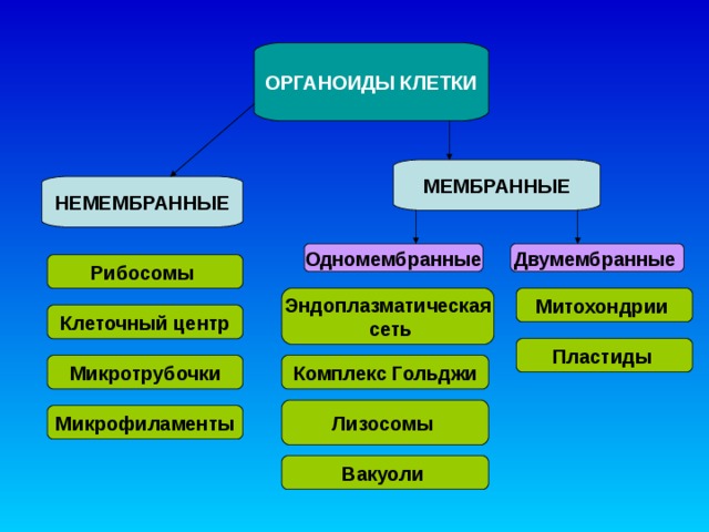 ОРГАНОИДЫ КЛЕТКИ МЕМБРАННЫЕ НЕМЕМБРАННЫЕ Одномембранные Двумембранные  Рибосомы Эндоплазматическая  сеть Митохондрии Клеточный центр Пластиды  Комплекс Гольджи Микротрубочки Лизосомы  Микрофиламенты Вакуоли   