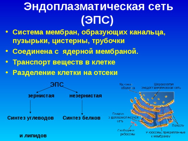 Эндоплазматическая сеть (ЭПС)  Система мембран, образующих канальца, пузырьки, цистерны, трубочки Соединена с ядерной мембраной. Транспорт веществ в клетке Разделение клетки на отсеки  ЭПС  зернистая  незернистая   Синтез углеводов Синтез белков  и липидов   