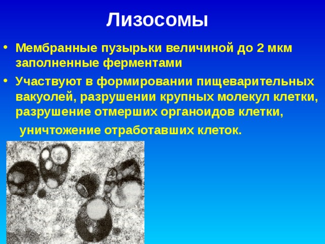 Лизосомы  Мембранные пузырьки величиной до 2 мкм заполненные ферментами Участвуют в формировании пищеварительных вакуолей, разрушении крупных молекул клетки, разрушение отмерших органоидов клетки, уничтожение отработавших клеток. уничтожение отработавших клеток.   
