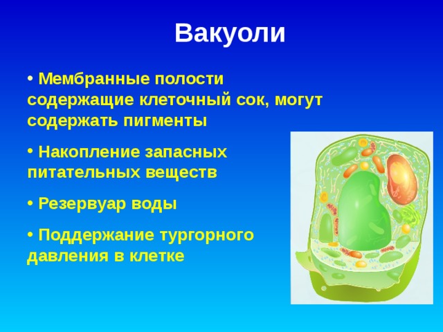 Вакуоли  Мембранные полости содержащие клеточный сок, могут содержать пигменты  Накопление запасных питательных веществ  Резервуар воды  Поддержание тургорного давления в клетке 