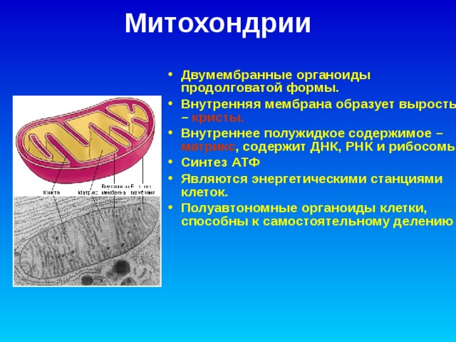 Митохондрии Двумембранные органоиды продолговатой формы. Внутренняя мембрана образует выросты – кристы. Внутреннее полужидкое содержимое – матрикс , содержит ДНК, РНК и рибосомы. Синтез АТФ Являются энергетическими станциями клеток. Полуавтономные органоиды клетки, способны к самостоятельному делению    